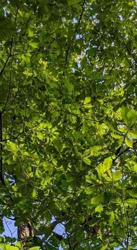 Chestnut oak(Quercus montana)