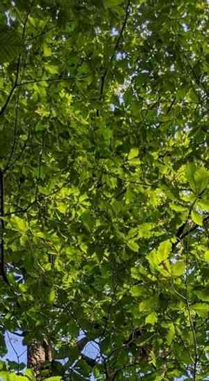 Chestnut oak(Quercus montana)