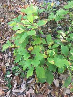 Chestnut oak(Quercus montana)