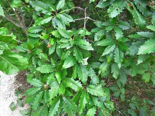Chinquapin oak(Quercus muehlenbergii)