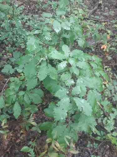 Chinquapin oak(Quercus muehlenbergii)