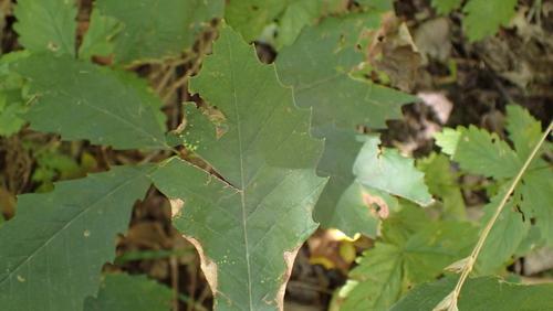 Chinquapin oak