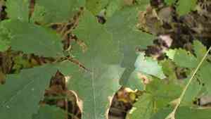 Chinquapin oak(Quercus muehlenbergii)