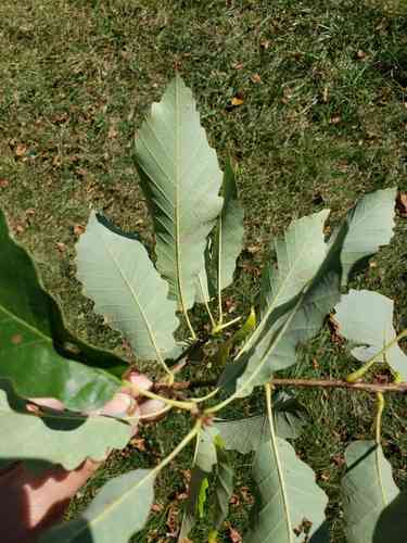 Chinquapin oak(Quercus muehlenbergii)