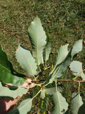 Chinquapin oak(Quercus muehlenbergii)