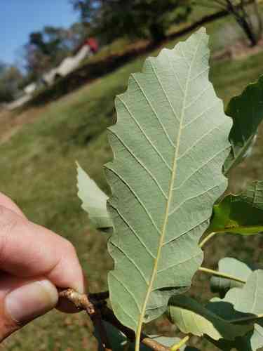 Chinquapin oak(Quercus muehlenbergii)