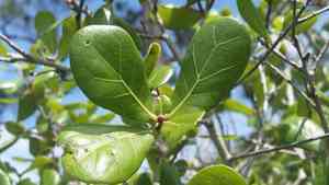 Myrtle oak(Quercus myrtifolia)