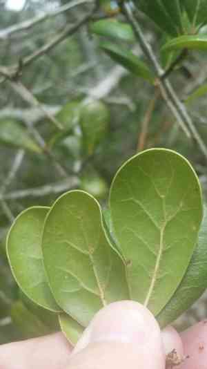 Myrtle oak(Quercus myrtifolia)