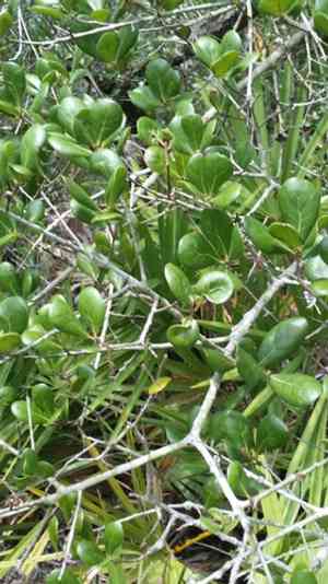 Myrtle oak(Quercus myrtifolia)