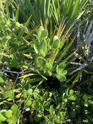 Myrtle oak(Quercus myrtifolia)