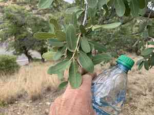 Mexican blue oak(Quercus oblongifolia)
