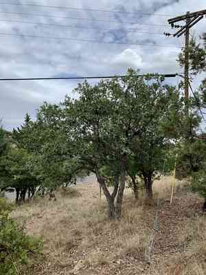 Mexican blue oak(Quercus oblongifolia)