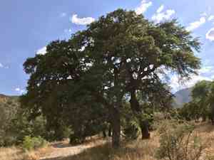 Mexican blue oak(Quercus oblongifolia)