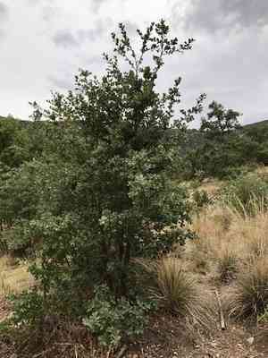 Mexican blue oak(Quercus oblongifolia)
