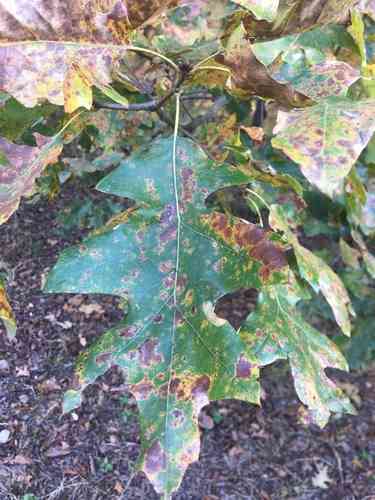 Cherrybark oak(Quercus pagoda)