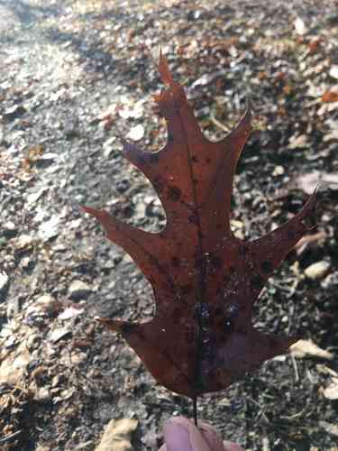 Cherrybark oak(Quercus pagoda)