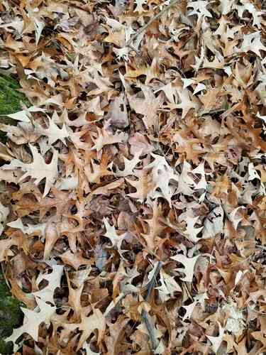 Cherrybark oak(Quercus pagoda)