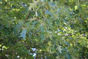 Cherrybark oak(Quercus pagoda)