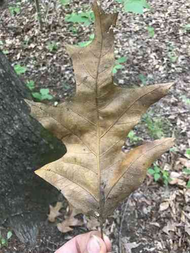 Cherrybark oak(Quercus pagoda)
