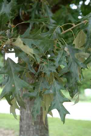 Cherrybark oak(Quercus pagoda)