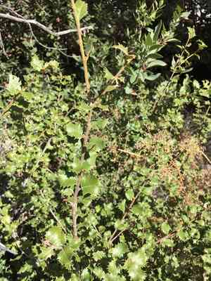 Palmer's oak(Quercus palmeri)