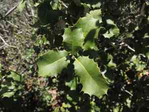 Palmer's oak(Quercus palmeri)