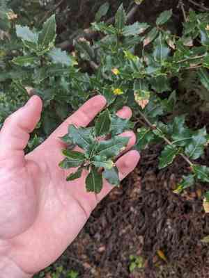 Coast oak(Quercus parvula)