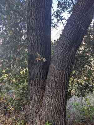 Coast oak(Quercus parvula)