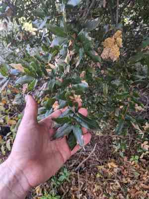 Coast oak(Quercus parvula)