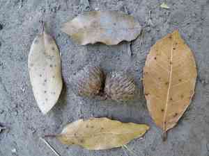Coast oak(Quercus parvula)
