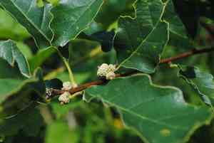Dwarf chinquapin oak(Quercus prinoides)