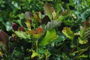 Dwarf chinquapin oak(Quercus prinoides)