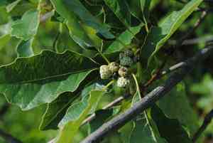 Dwarf chinquapin oak(Quercus prinoides)