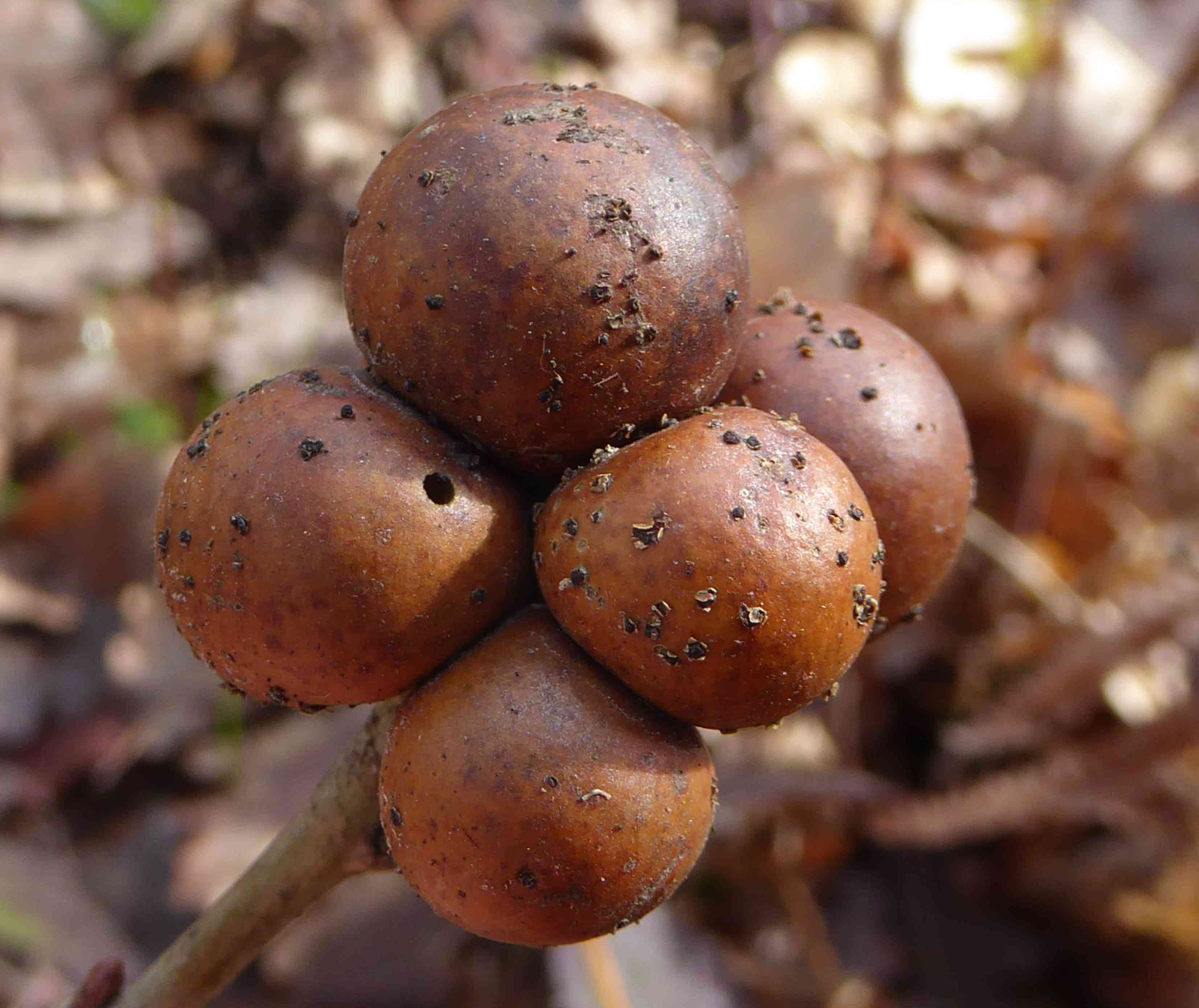 English oak(Quercus robur)