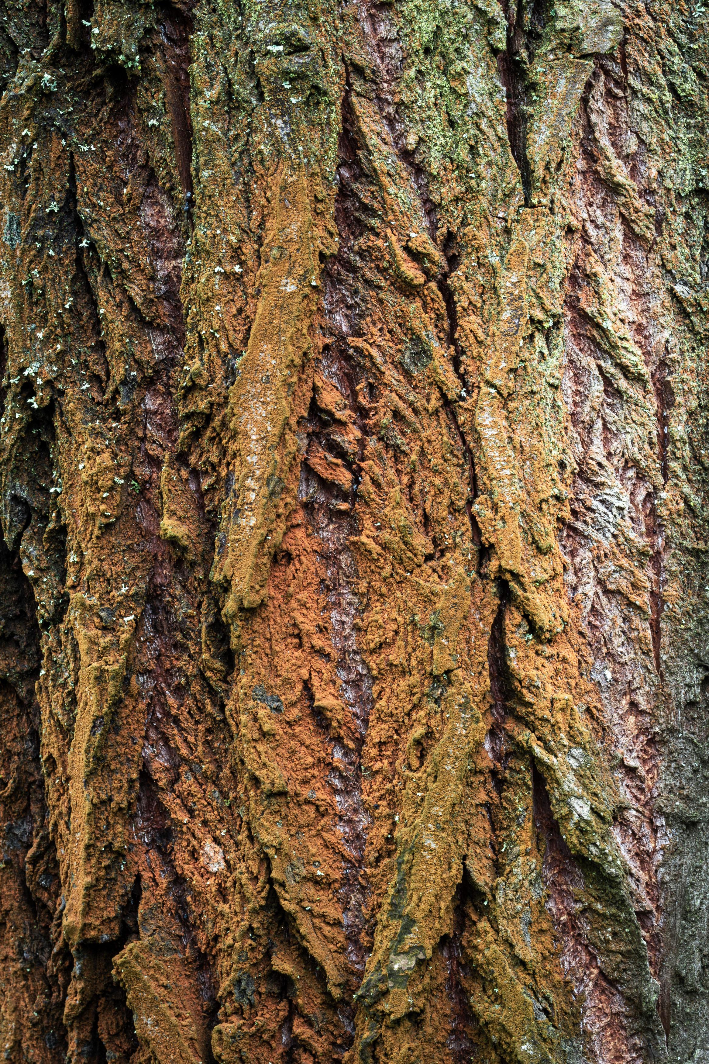 English oak
