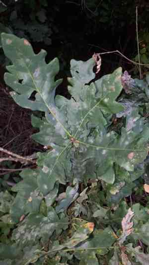English oak(Quercus robur)