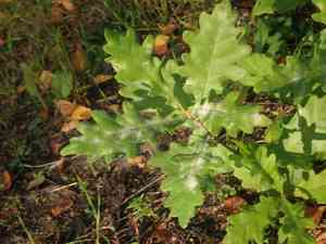 English oak(Quercus robur)