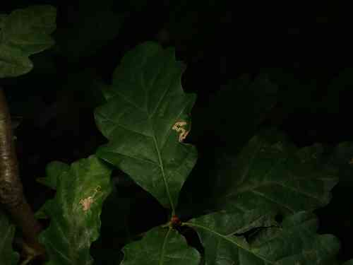 English oak(Quercus robur)