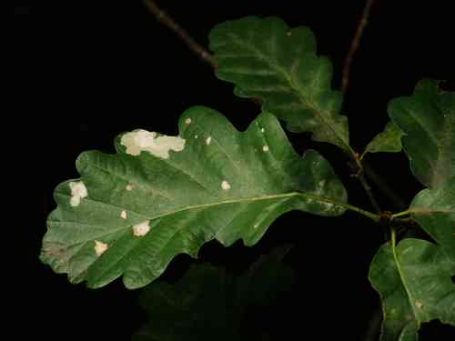 English oak(Quercus robur)