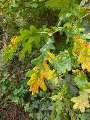 English oak(Quercus robur)