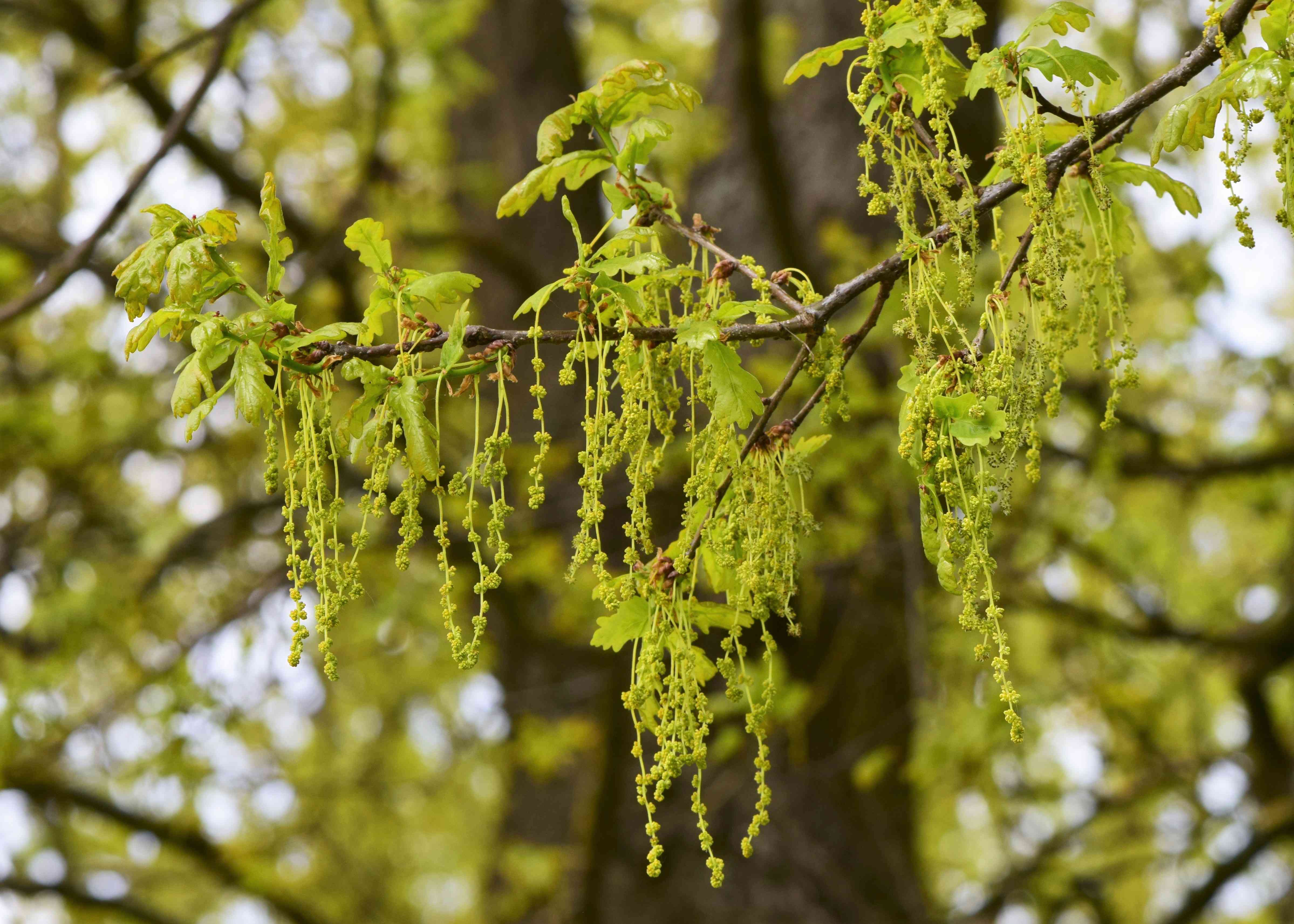 English oak(Quercus robur)