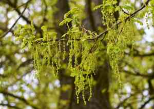 English oak(Quercus robur)