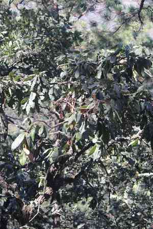 Netleaf oak(Quercus rugosa)