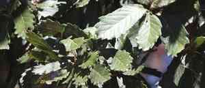 Netleaf oak(Quercus rugosa)