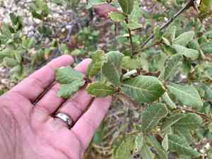 Netleaf oak(Quercus rugosa)