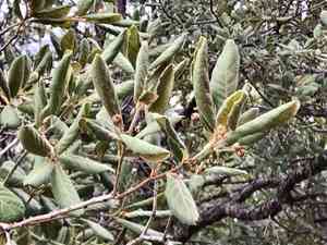 Netleaf oak(Quercus rugosa)