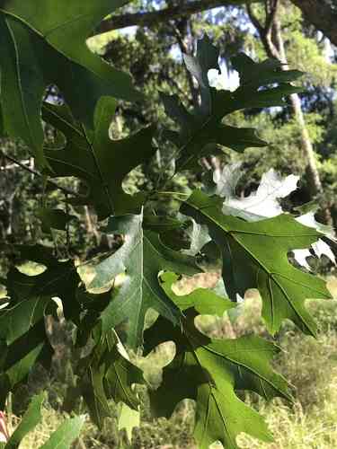 Shumard oak(Quercus shumardii)