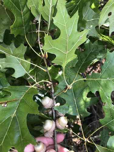 Shumard oak(Quercus shumardii)