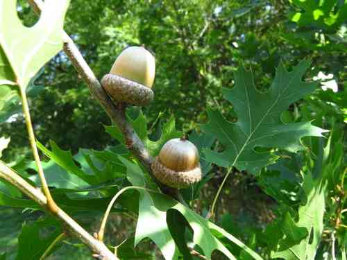 Shumard oak(Quercus shumardii)