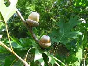 Shumard oak(Quercus shumardii)